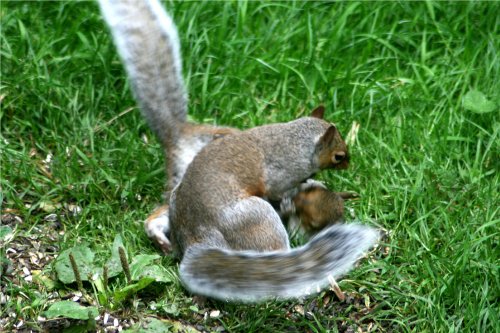 Squirrel Wrestling Match (3)