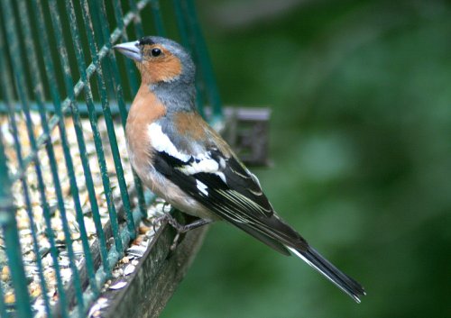 Chaffinch Male