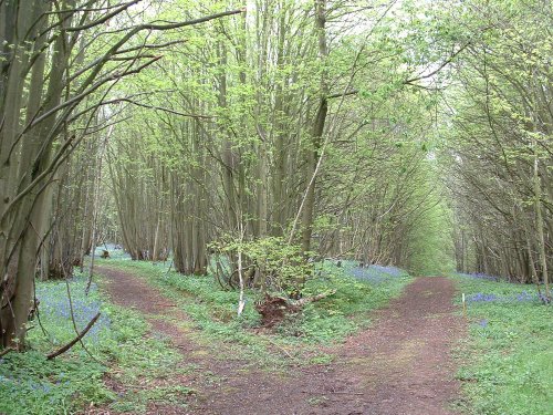 Nunnery Wood