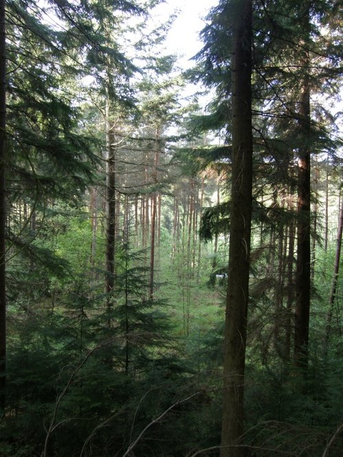 Hamsterley Forest