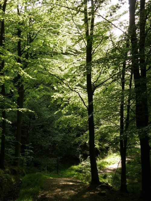 Hamsterley Forest