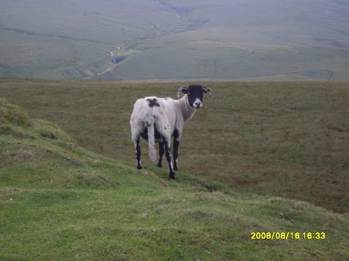 Ram near Tan Hill