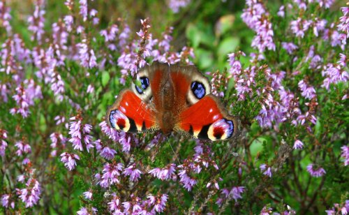 Peacock Butterfly