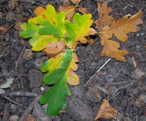 Autumn Oak Leaves