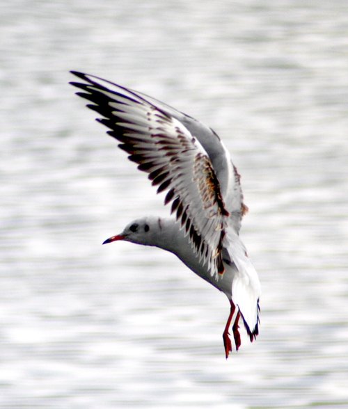 Herrington Country Park