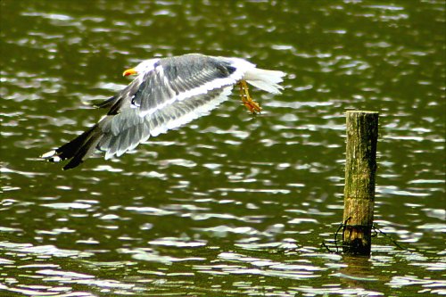 Lesser Black-Backed Gull