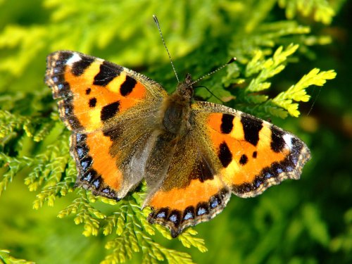 Small tortoiseshell butterfly.......aglais urticae