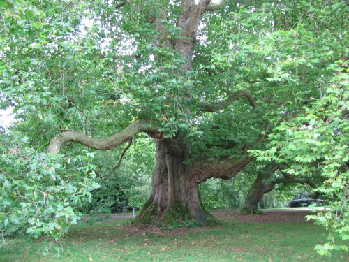 Britain's largest Plane Tree