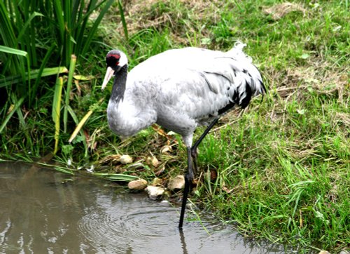 Washington Wetlands Centre