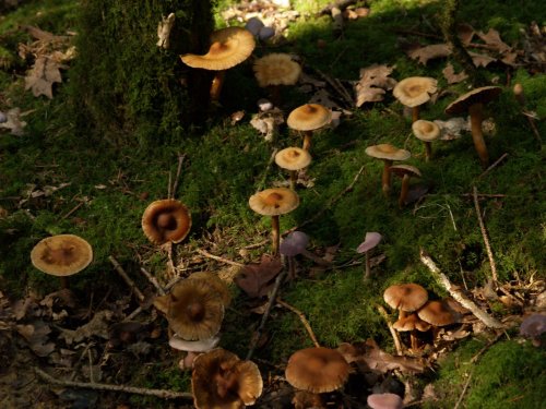 Toadstools, Hazelborough Wood, Silverstone, Northants.