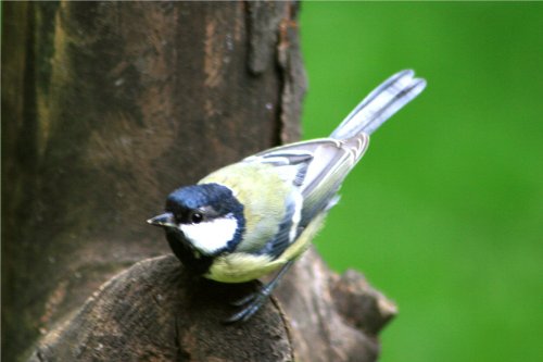 Washington Wetlands Centre