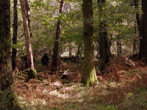 A bear in White Moss Wood?