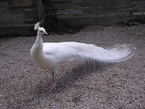 White peacock