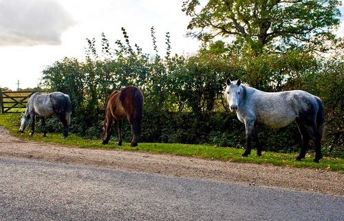 The New Forest