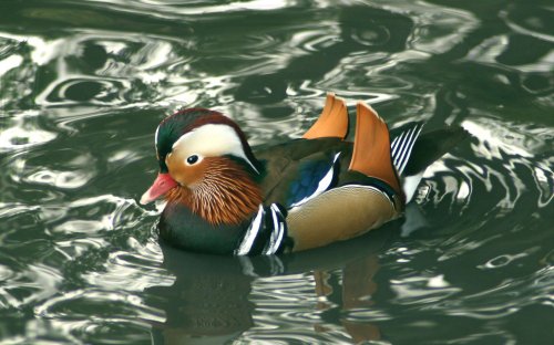 Washington Wetlands Centre