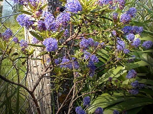 Ceanothus