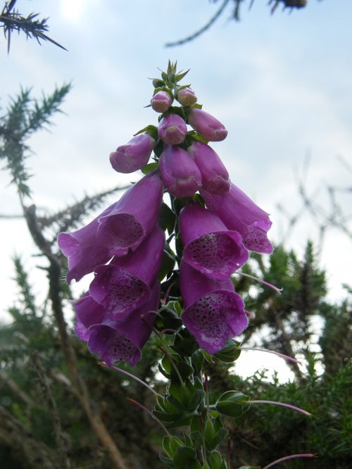 Foxglove