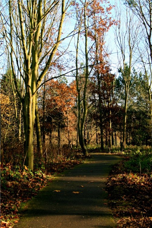 Woodland Walk late afternoon.