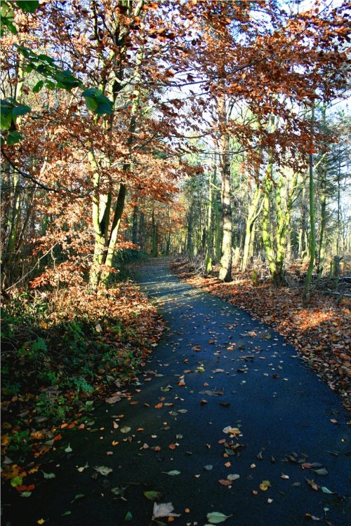 Woodland Walk late afternoon.