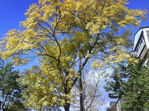 Autumn Colours