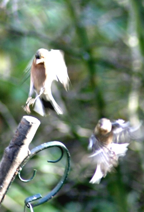 Chaffinchs visiting a feeding station.