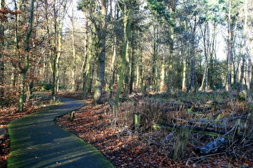 Woodland Walk.