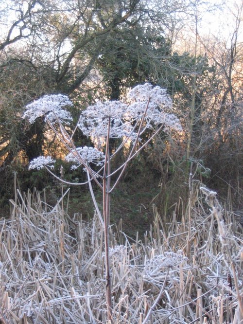 Early morning Frost - 7.12.08