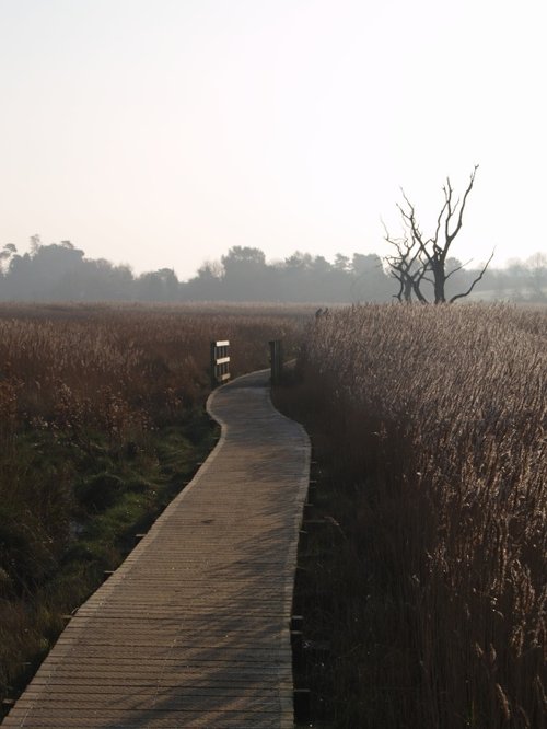 Board Walk