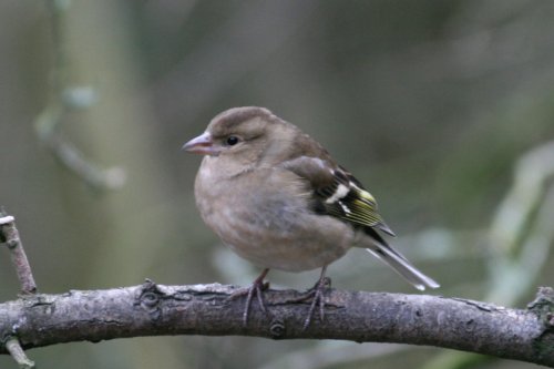 Washington Wetlands Centre