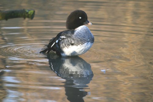 Barrow's Golden Eye, female.