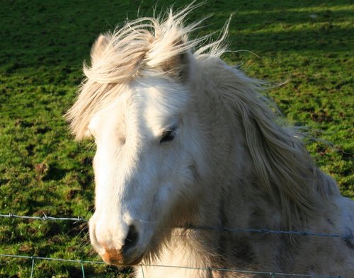 Pony