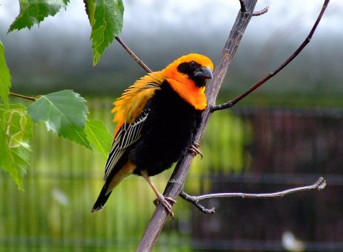 The new walkthrough aviary, East Park.