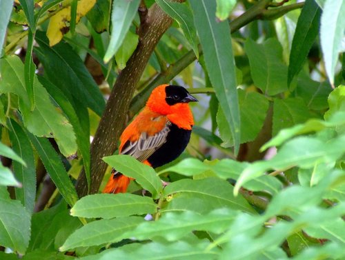 The new walkthrough aviary, East Park.