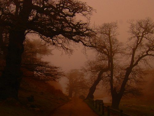 Misty path