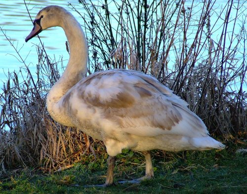 Juvenile mute swan....cygnus olor