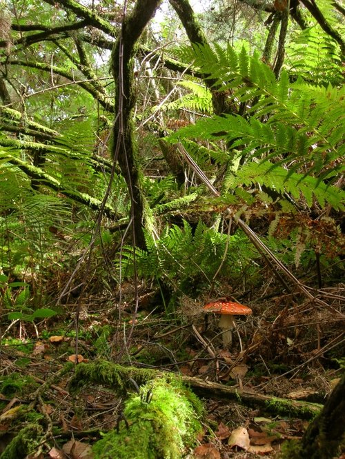 A single Fly Agaric