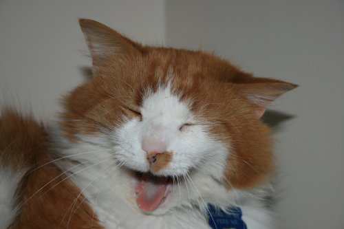 The laughing cat