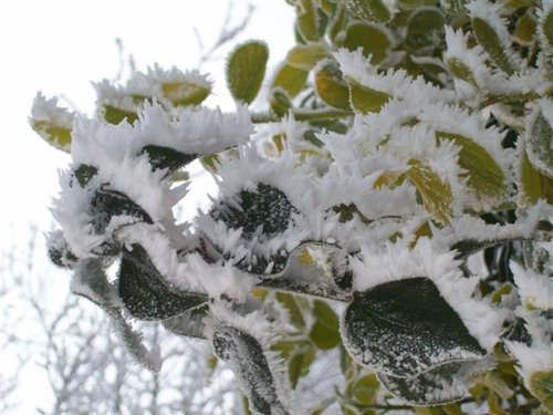 Frost fingers