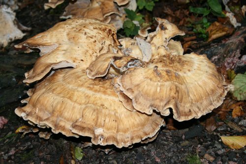 Fungi 2