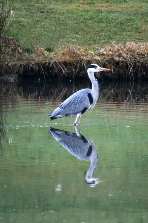 A reflective Grey Heron