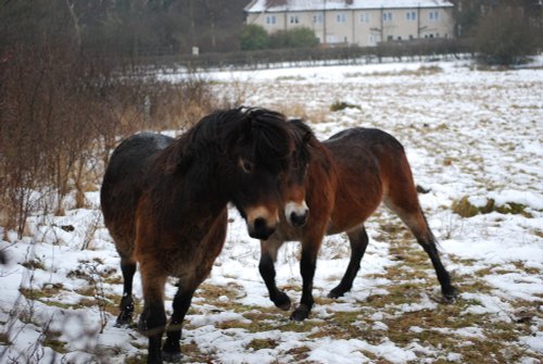 Horse play in the snow