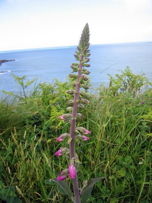 South West Coast path from Ilfracombe to Combe Martin Bay