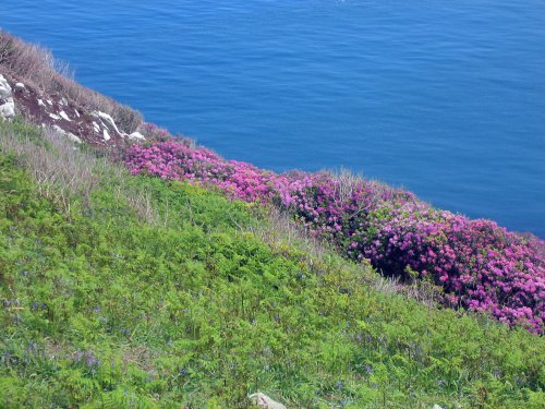 Visit to Lundy Island