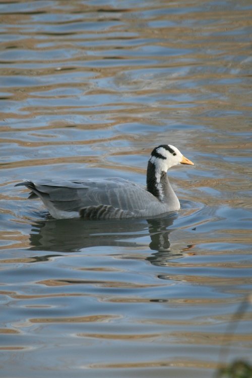 Bar Headed Goose