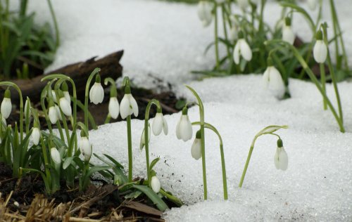 Snowdrops in the snow, the Parks, Oxford