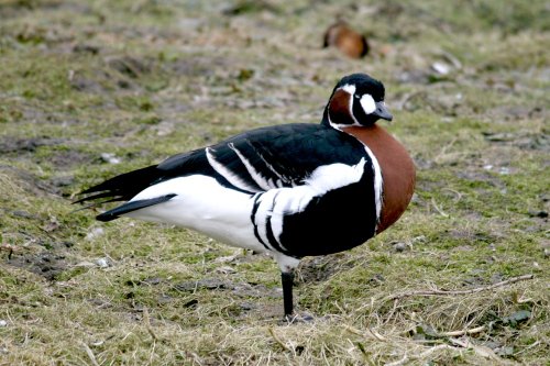 Red Breasted Goose.