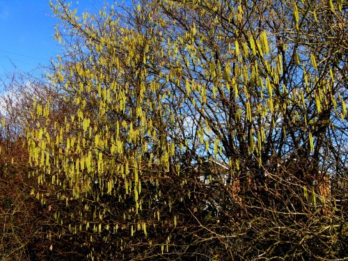 Spring Catkins, Toad Hall Lane.