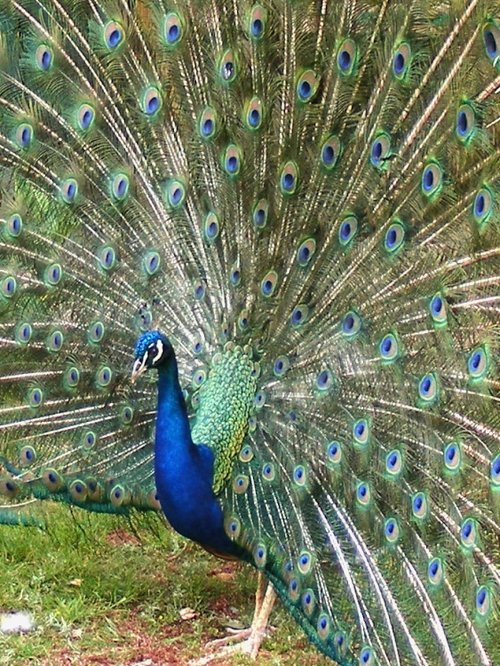 Peacock