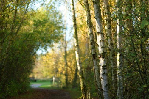 Silver Birch trees