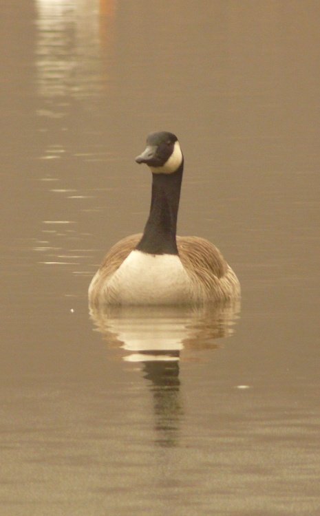 A Greylag goose on the Canal in Mossley